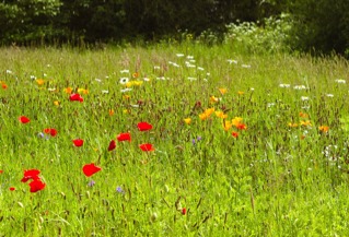 2012.05.22 Parc de la Briantais 1