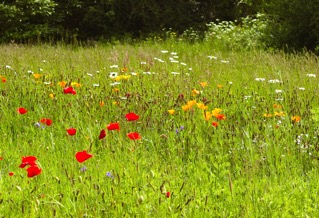 2012.05.22 Parc de la Briantais 1